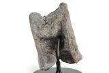 Fossil Phytosaur Vertebra with Stand - Arizona #353414-2